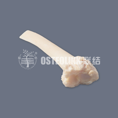 深低温骨（DFB）-骨段
